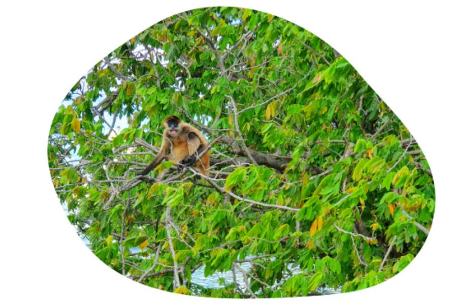 Vakantiefoto van Ina een aapje in een groene boom